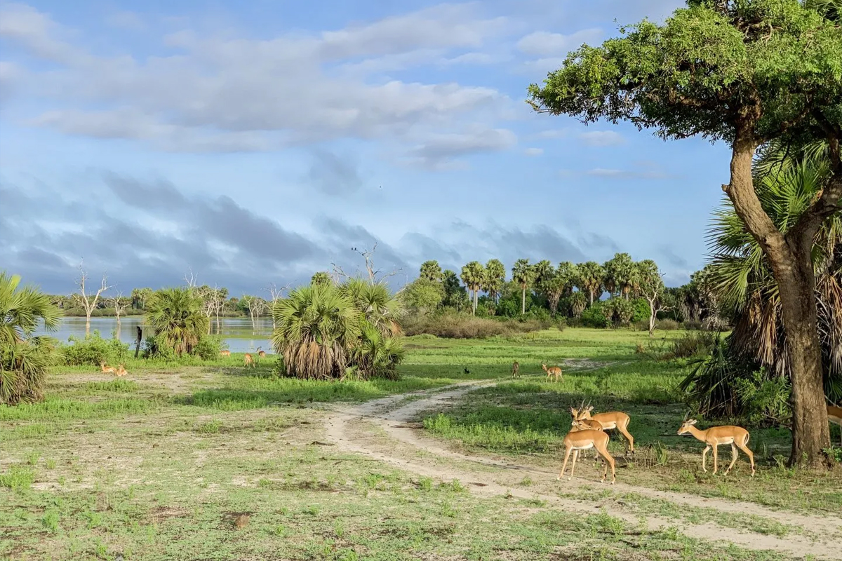 Selous Game Reserve